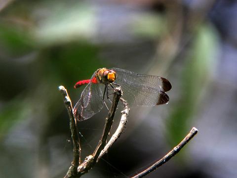 IMG_1635_3_20110831124428.jpg