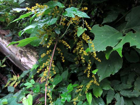 IMG_2903_3.jpg