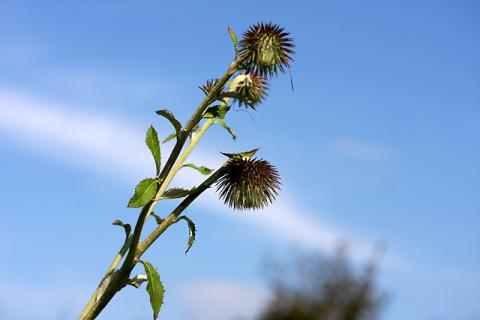 IMG_6347_3_20110829142906.jpg