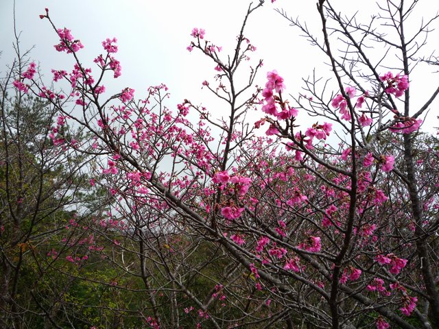 P1020695.jpg