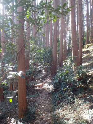 落ち着いた道
