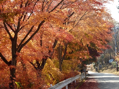 ものすごい紅葉がっ!