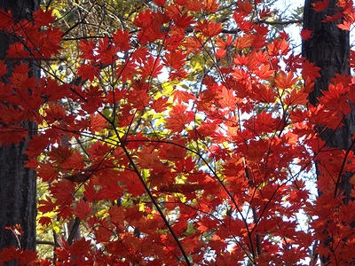 こんな紅葉も