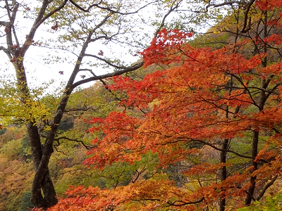 紅葉です