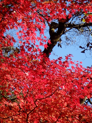鮮やかな紅葉!