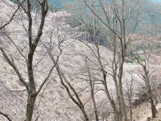 2013-04-140062.jpg