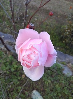 IMG_20131208_160818.jpg