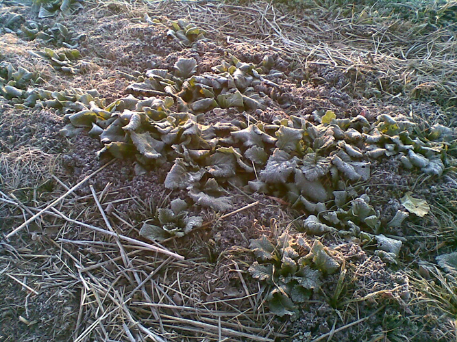 からし菜20131229(002)