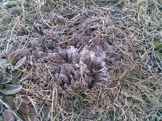 霜柱20131229(005)