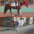 優しい性格が乗馬向きだと思います。