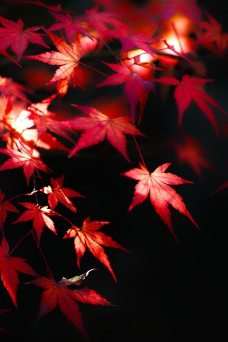 20131209A-01.jpg
