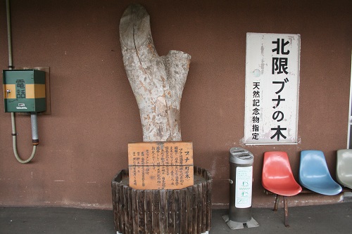 北限ブナの木