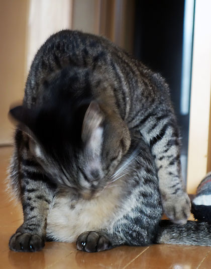 ボケ味おまけ