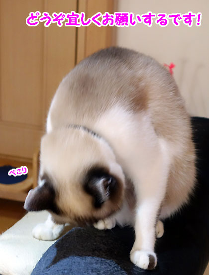 おねがい1
