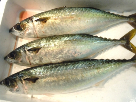 DSCN2062.jpg