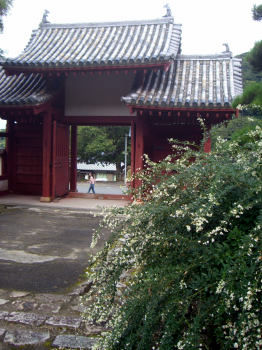 萩の花
