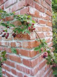 IMG_20130708_132438215.jpg