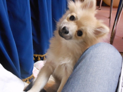 DSCN0990 (400x300)
