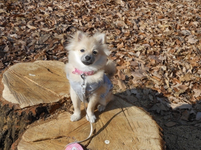 DSCN1129 (400x300)