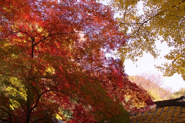131125IMGP8101.jpg