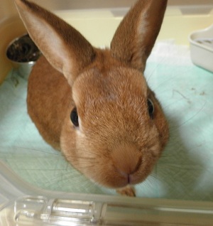 うさうさ