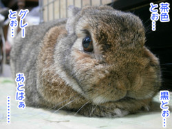ごにょむにょ