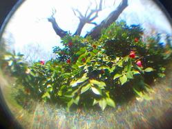 100_9768s-.jpg
