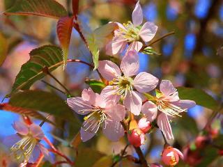 800px-Bunkyou_Koishikawa_Botanical_Prunus_Cerasoides_1.jpg