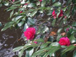 s100_2944.jpg