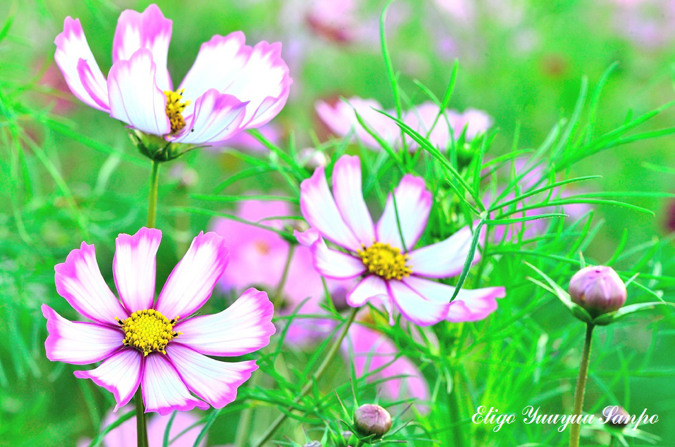 2014.10.04高原の秋桜-1