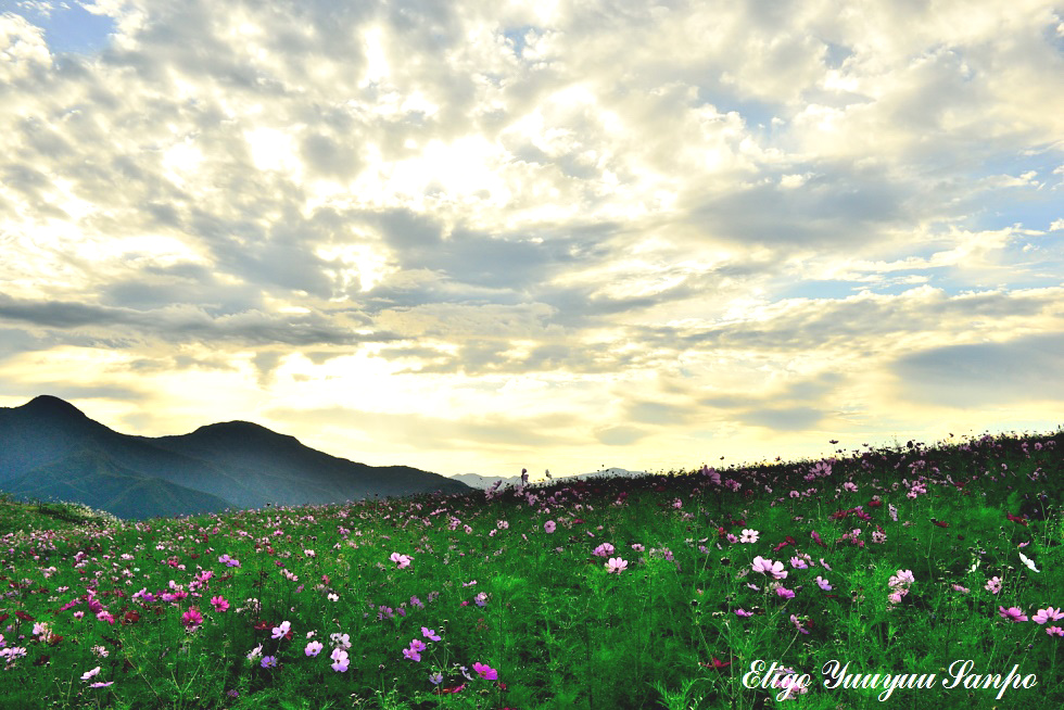 2014.10.04高原の秋桜-2