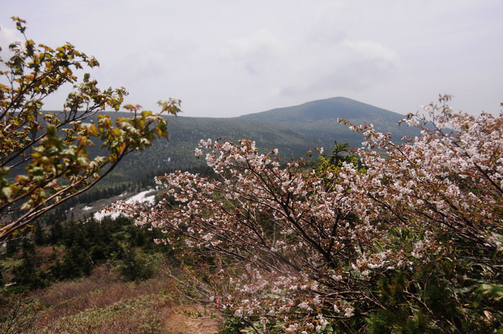 0611zao12.jpg