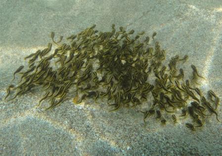 稚魚の群れ!水中カメラ