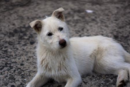 「潜竜ヶ滝」のかわいい案内犬
