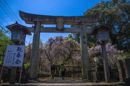 藤山神社の大フジ(樹齢650年・九州一)その1