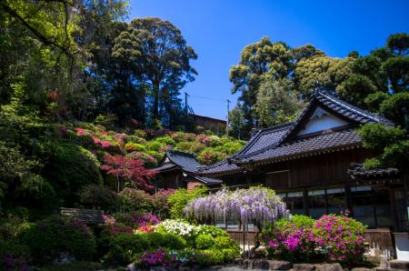藤山神社の大フジ(樹齢650年・九州一)その5