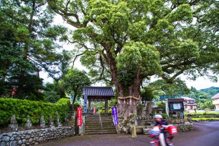 東漸寺の大楠(長崎県文化財)