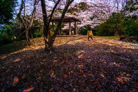 春への絨毯