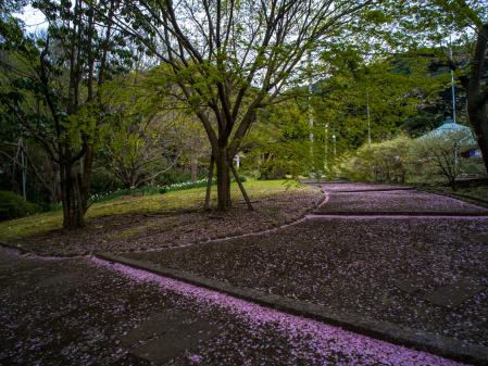 桜坂(御橋観音)