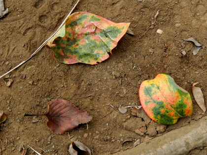 N8517.jpg